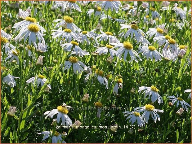 Kalimeris mongolica 'Mon Jardin' | Zomeraster | Mongolische Schönaster