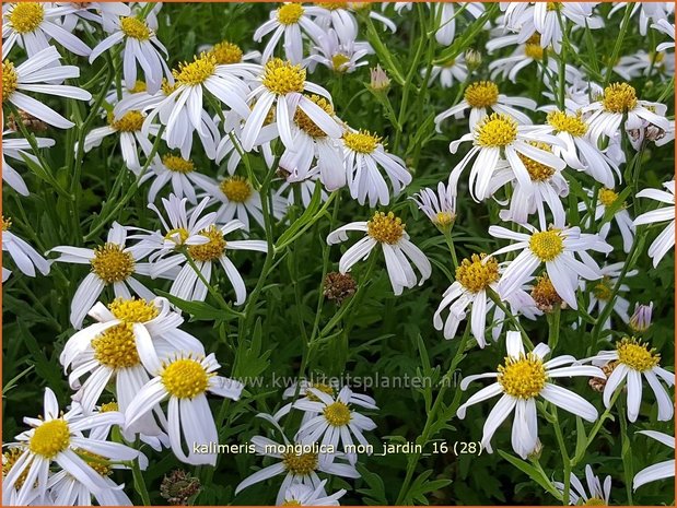 Kalimeris mongolica 'Mon Jardin' | Zomeraster | Mongolische Schönaster