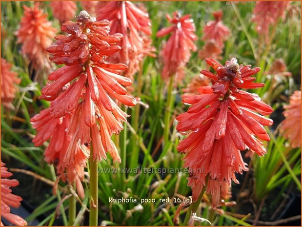 Kniphofia 'Poco Red' | Vuurpijl, Fakkellelie | Fackellilie