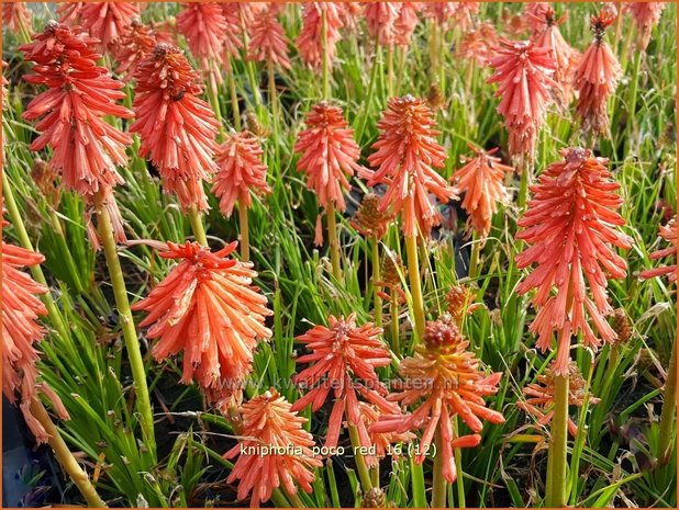 Kniphofia 'Poco Red' | Vuurpijl, Fakkellelie | Fackellilie