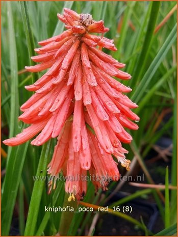 Kniphofia 'Poco Red' | Vuurpijl, Fakkellelie | Fackellilie