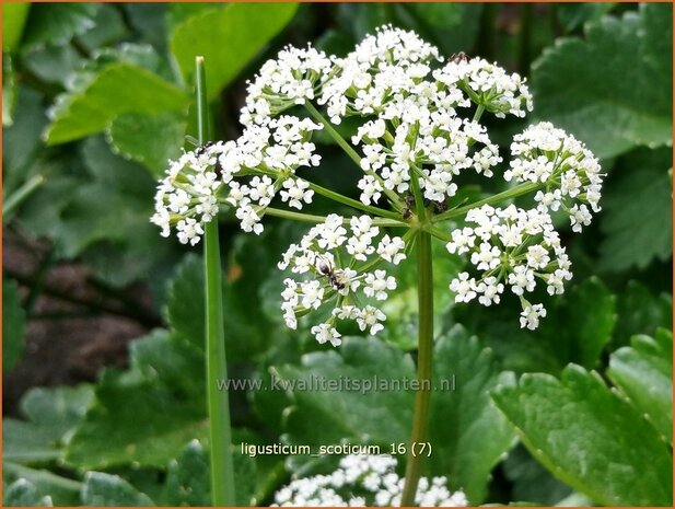 Ligusticum scoticum | Zeelavas, Lavas | Schottische Mutterwurz