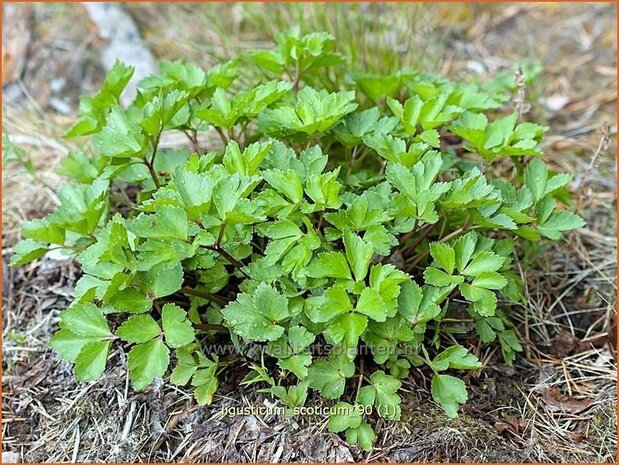 Ligusticum scoticum | Zeelavas, Lavas | Schottische Mutterwurz