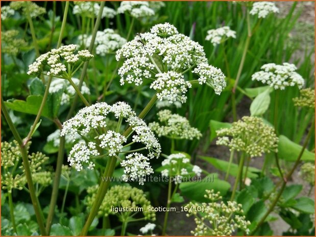 Ligusticum scoticum | Zeelavas, Lavas | Schottische Mutterwurz