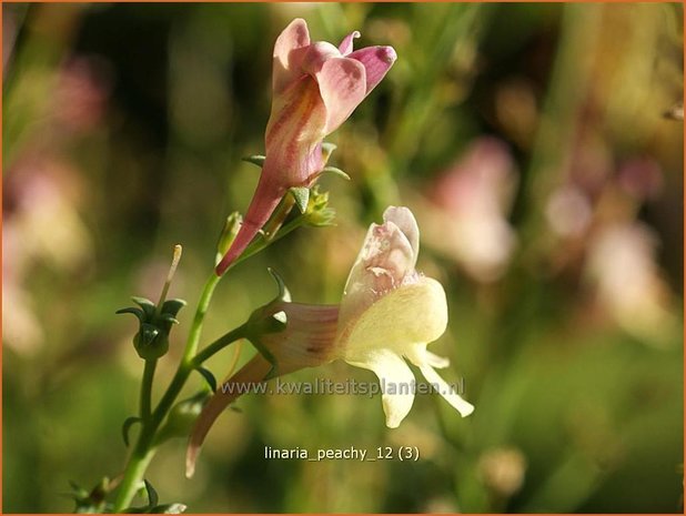 Linaria 'Peachy' | Vlasleeuwenbek | Leinkraut