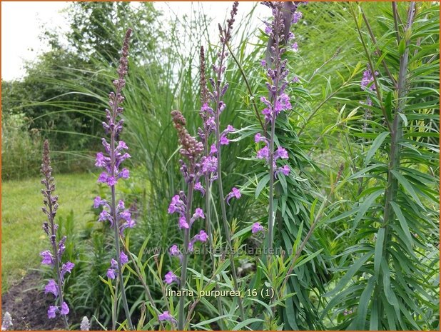 Linaria purpurea | Vlasleeuwenbek | Purpurblühendes Leinkraut