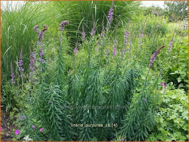 Linaria purpurea | Vlasleeuwenbek | Purpurblühendes Leinkraut