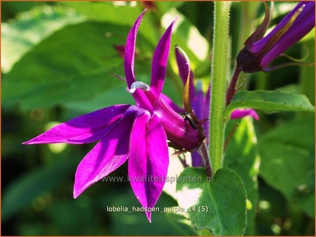 Lobelia 'Hadspen Purple' | Kardinaalsbloem, Vaste lobelia | Kardinals-Lobelie