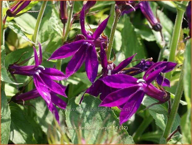 Lobelia 'Hadspen Purple' | Kardinaalsbloem, Vaste lobelia | Kardinals-Lobelie