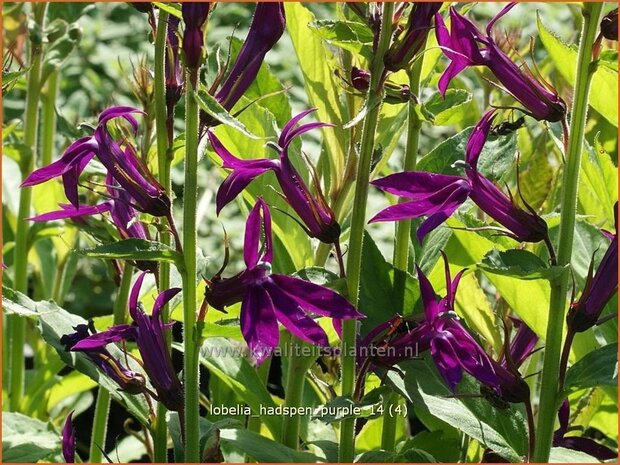 Lobelia 'Hadspen Purple' | Kardinaalsbloem, Vaste lobelia | Kardinals-Lobelie