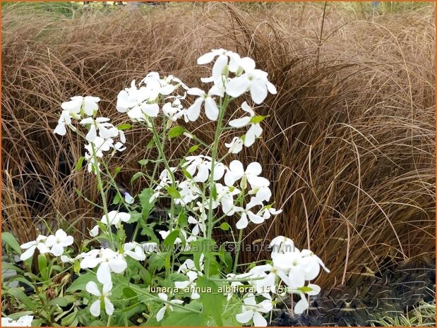 Lunaria annua 'Albiflora' | Judaspenning | Einjähriges Silberblatt