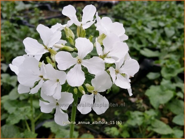 Lunaria annua 'Albiflora' | Judaspenning | Einjähriges Silberblatt