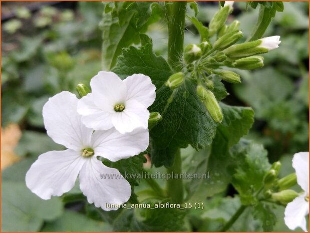 Lunaria annua 'Albiflora' | Judaspenning | Einjähriges Silberblatt