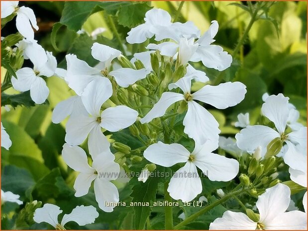 Lunaria annua 'Albiflora' | Judaspenning | Einjähriges Silberblatt