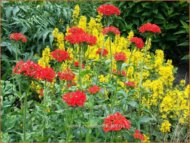 Lychnis chalcedonica | Brandende liefde | Brennende Liebe