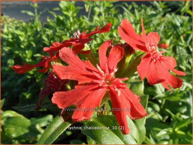 Lychnis chalcedonica | Brandende liefde | Brennende Liebe