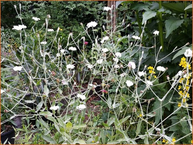 Lychnis coronaria 'Alba' | Prikneus, Zachtlapje | Kronen-Lichtnelke