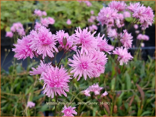 Lychnis flos-cuculi 'Petite Jenny' | Echte koekoeksbloem, Koekoeksbloem | Kuckucks-Lichtnelke