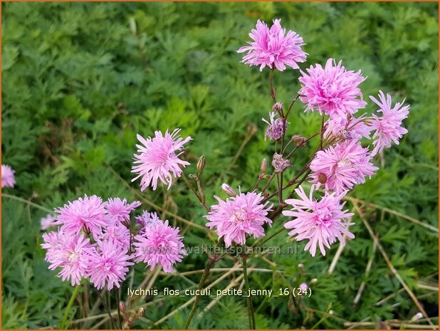 Lychnis flos-cuculi 'Petite Jenny' | Echte koekoeksbloem, Koekoeksbloem | Kuckucks-Lichtnelke