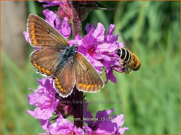 Lythrum salicaria | Kattenstaart | Blutweiderich