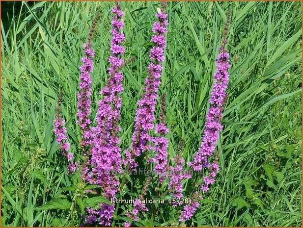 Lythrum salicaria | Kattenstaart | Blutweiderich