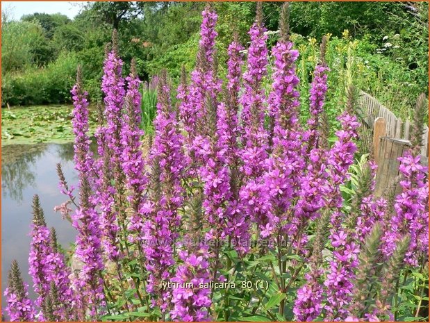 Lythrum salicaria | Kattenstaart | Blutweiderich