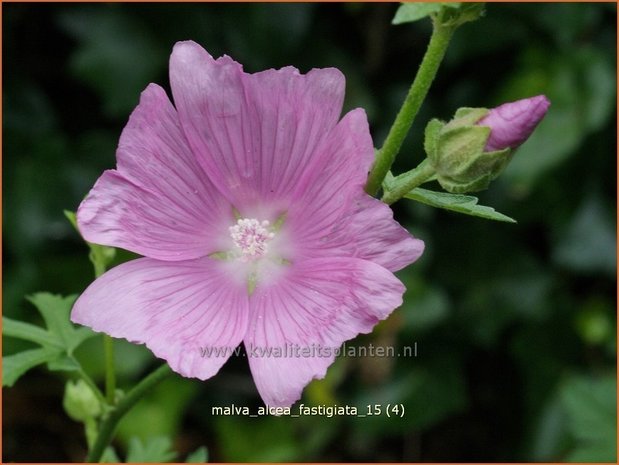 Malva alcea 'Fastigiata' | Vijfdelig kaasjeskruid, Kaasjeskruid | Rosen-Malve