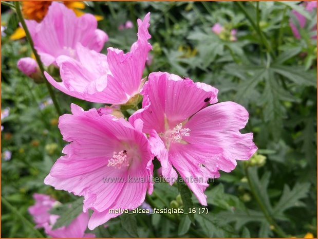 Malva alcea 'Fastigiata' | Vijfdelig kaasjeskruid, Kaasjeskruid | Rosen-Malve