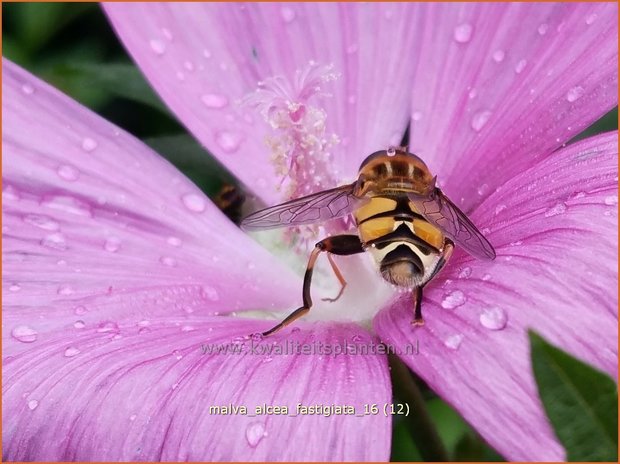 Malva alcea 'Fastigiata' | Vijfdelig kaasjeskruid, Kaasjeskruid | Rosen-Malve