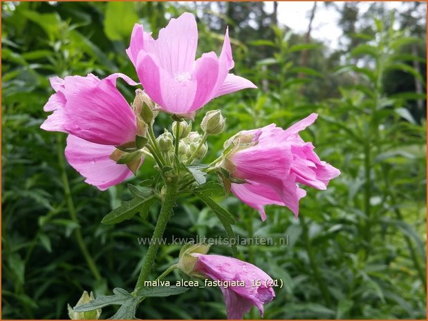 Malva alcea 'Fastigiata' | Vijfdelig kaasjeskruid, Kaasjeskruid | Rosen-Malve