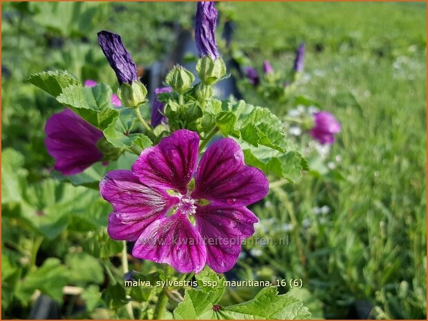 Malva sylvestris ssp mauritanica