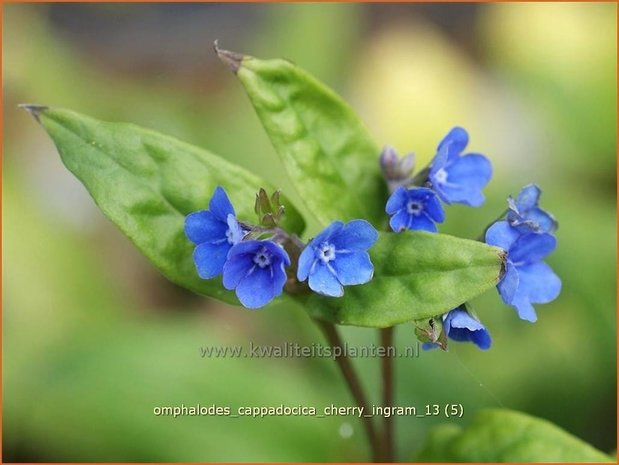 Omphalodes cappadocica 'Cherry Ingram' | Amerikaans vergeet-mij-nietje, Witte onschuld | Kaukasus-Gedenkemein