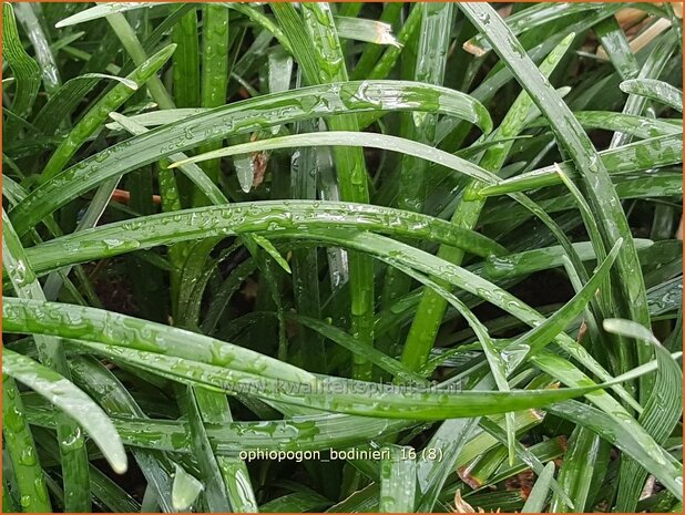 Ophiopogon bodinieri | Slangenbaard | Schlangenbart