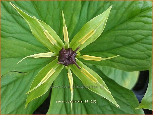 Paris quadrifolia | Vierblad, Eenbes, Spinnekop, Wolfsbes | Vierblättrige Einbeere