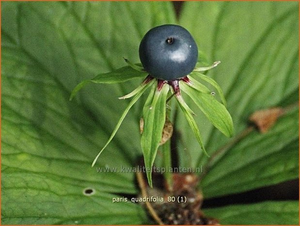 Paris quadrifolia | Vierblad, Eenbes, Spinnekop, Wolfsbes | Vierblättrige Einbeere