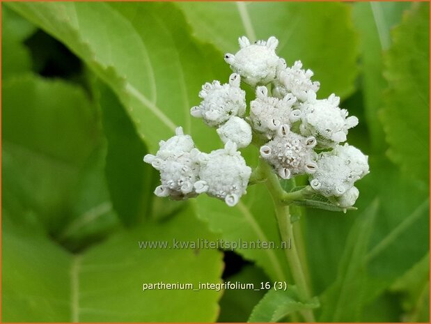 Parthenium integrifolium | Wilde kinine | Prärieampfer