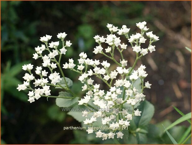 Parthenium integrifolium | Wilde kinine | Prärieampfer