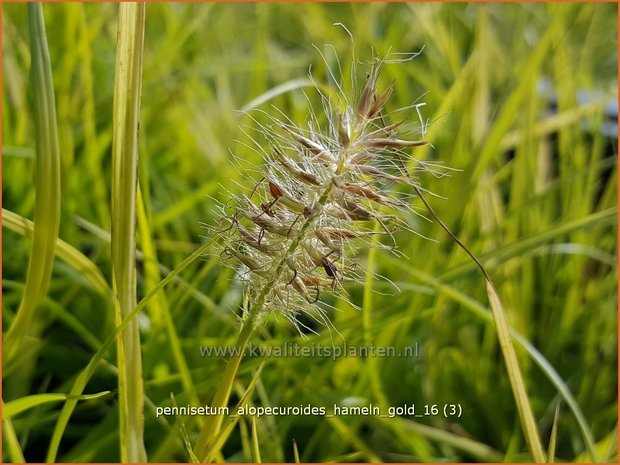 Pennisetum alopecuroides 'Hameln Gold' | Lampenpoetsersgras, Borstelveergras | Lampenputzergras