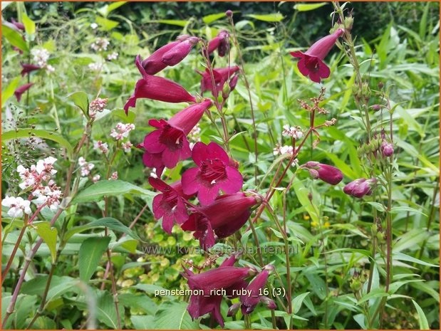 Penstemon 'Rich Ruby' | Slangenkop, Schildpadbloem | Bartfaden