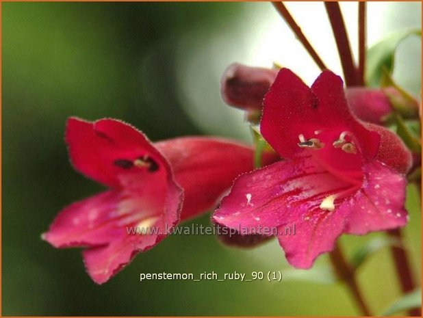 Penstemon 'Rich Ruby' | Slangenkop, Schildpadbloem | Bartfaden