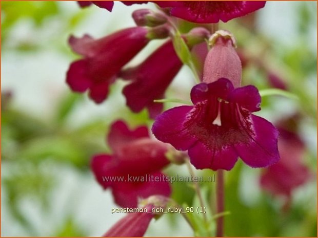 Penstemon 'Rich Ruby' | Slangenkop, Schildpadbloem | Bartfaden