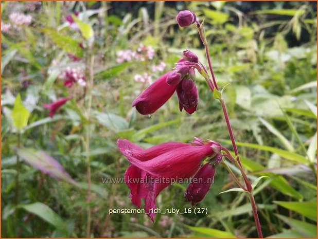 Penstemon 'Rich Ruby' | Slangenkop, Schildpadbloem | Bartfaden