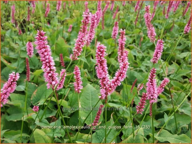 Persicaria amplexicaulis 'Jo and Guido's Form' | Adderwortel, Duizendknoop | Kerzenknöterich