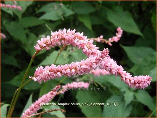 Persicaria amplexicaulis 'Pink Elephant' | Adderwortel, Duizendknoop | Kerzenknöterich