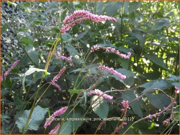 Persicaria amplexicaulis 'Pink Elephant' | Adderwortel, Duizendknoop | Kerzenknöterich