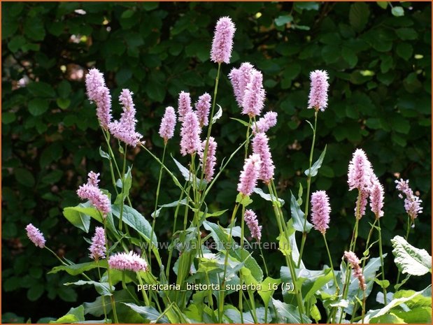 Persicaria bistorta 'Superba' | Adderwortel, Duizendknoop | Schlangenknöterich