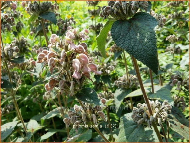 Phlomis samia | Brandkruid | Griechisches Brandkraut