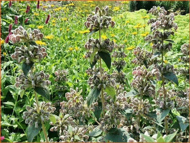 Phlomis samia | Brandkruid | Griechisches Brandkraut