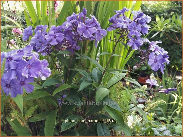 Phlox 'Blue Paradise' | Vlambloem, Flox, Floks | Hohe Flammenblume