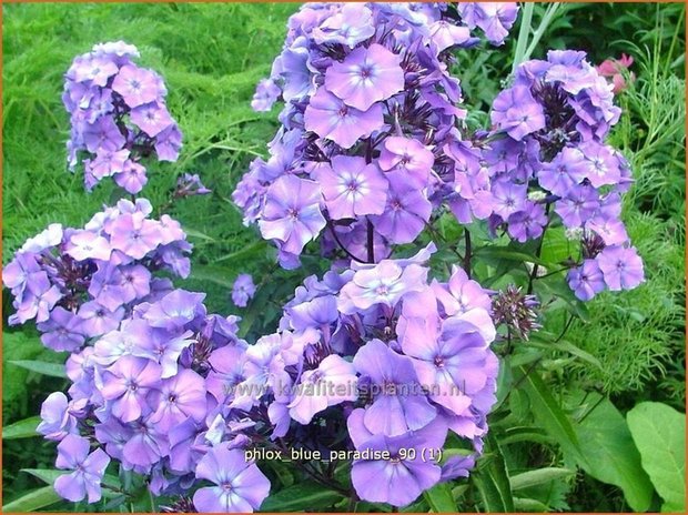 Phlox 'Blue Paradise' | Vlambloem, Flox, Floks | Hohe Flammenblume